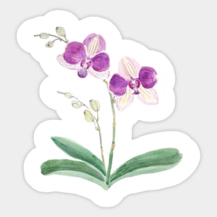 purple orchid watercolor Sticker